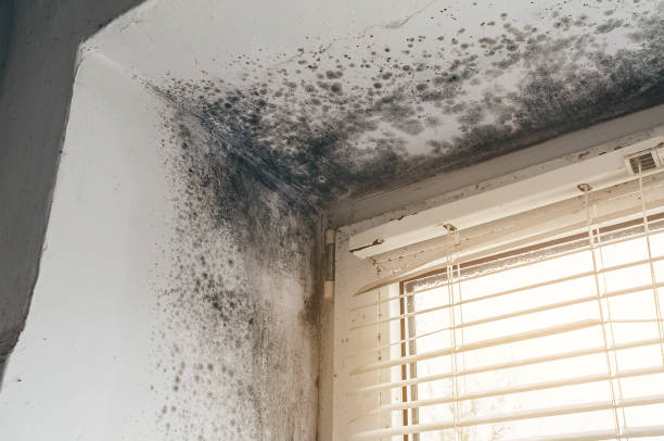 Affordable Black Mold Remediation solutions in West Point, NY
